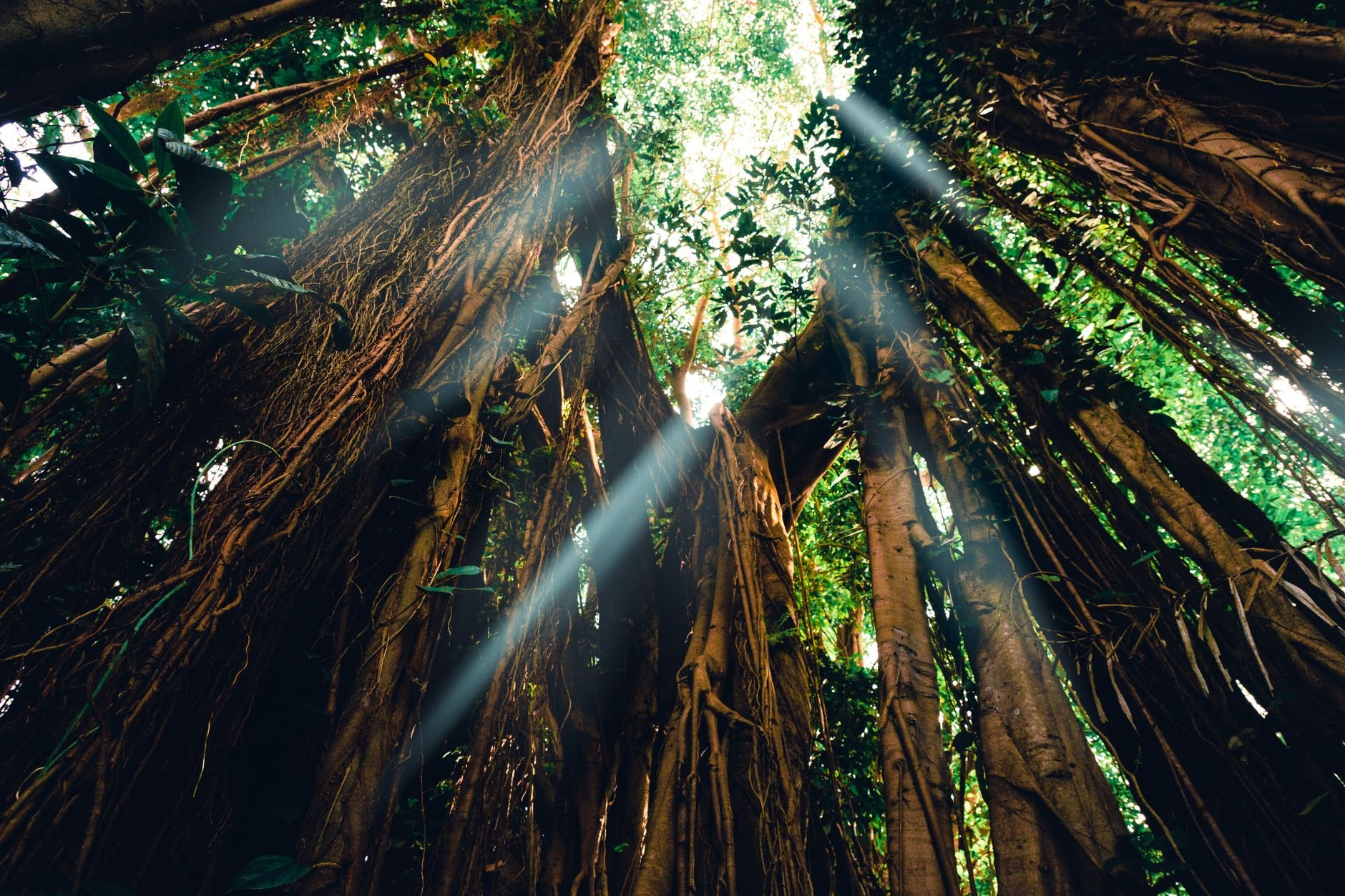 Sunlight streaming through dense jungle canopy in a tropical forest