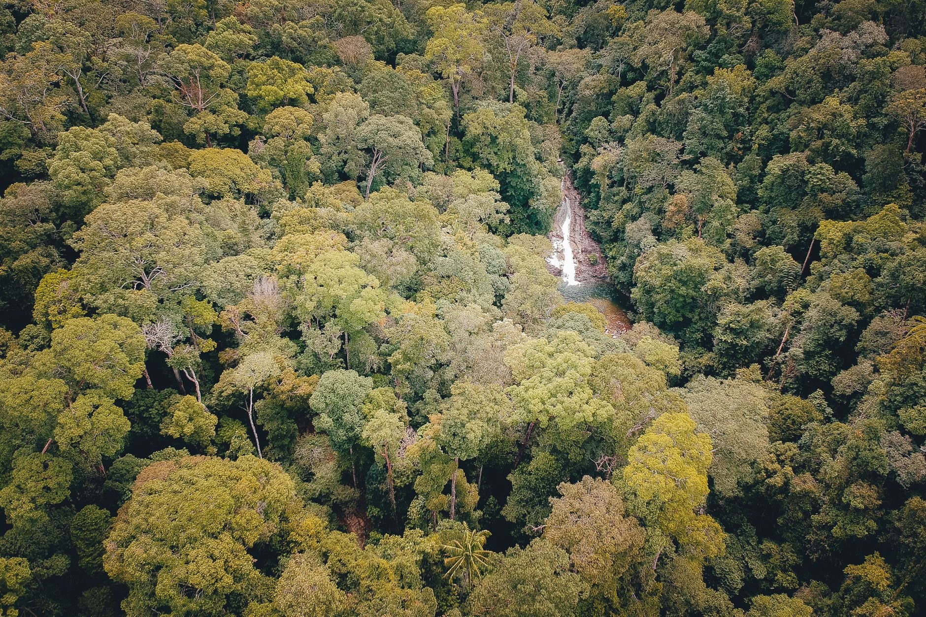 Aerial view of dense rainforest canopy with a hidden waterfall among lush green trees