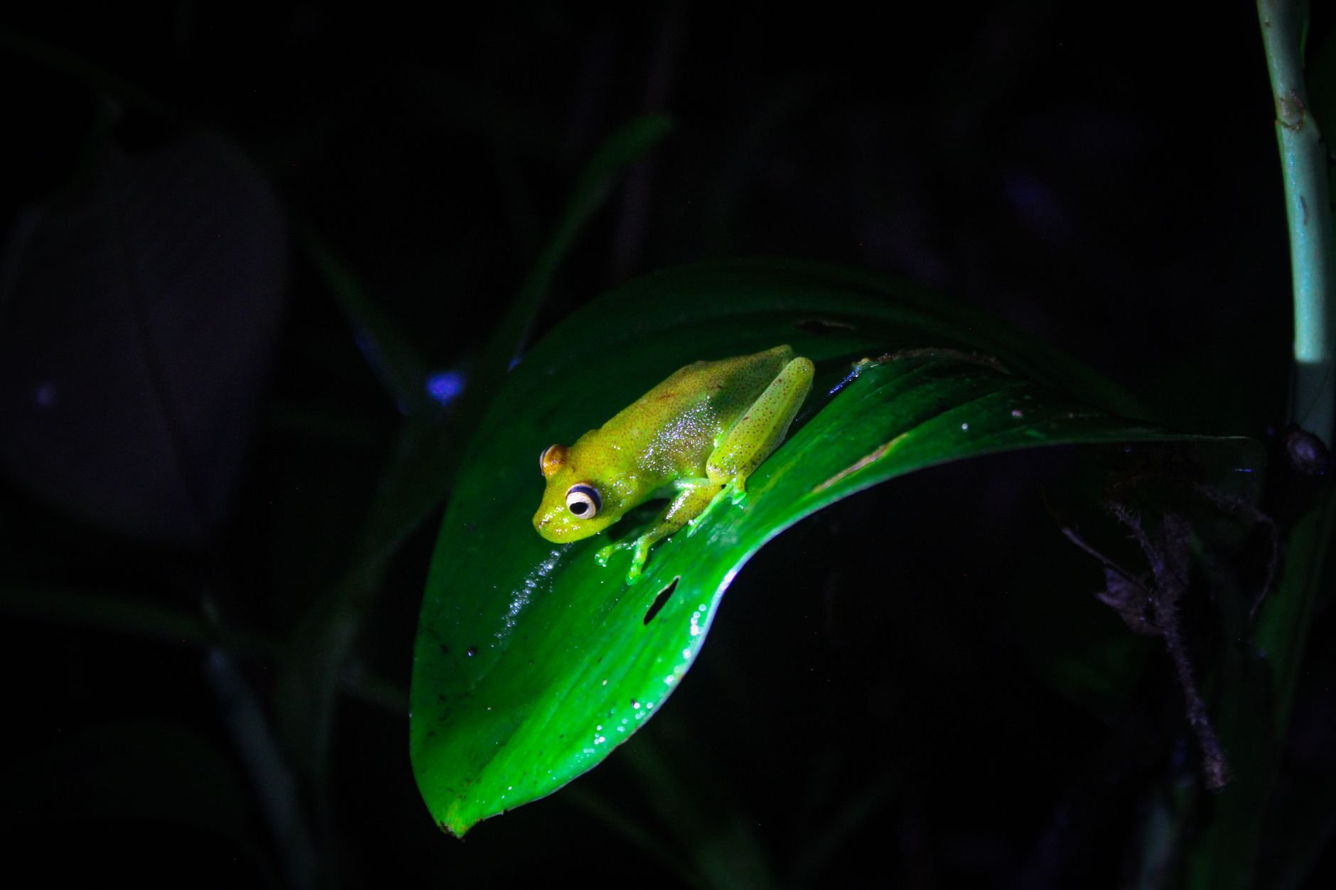 A frog rests on a leaf at night in the Amazon rainforest — nocturnal life in the jungle