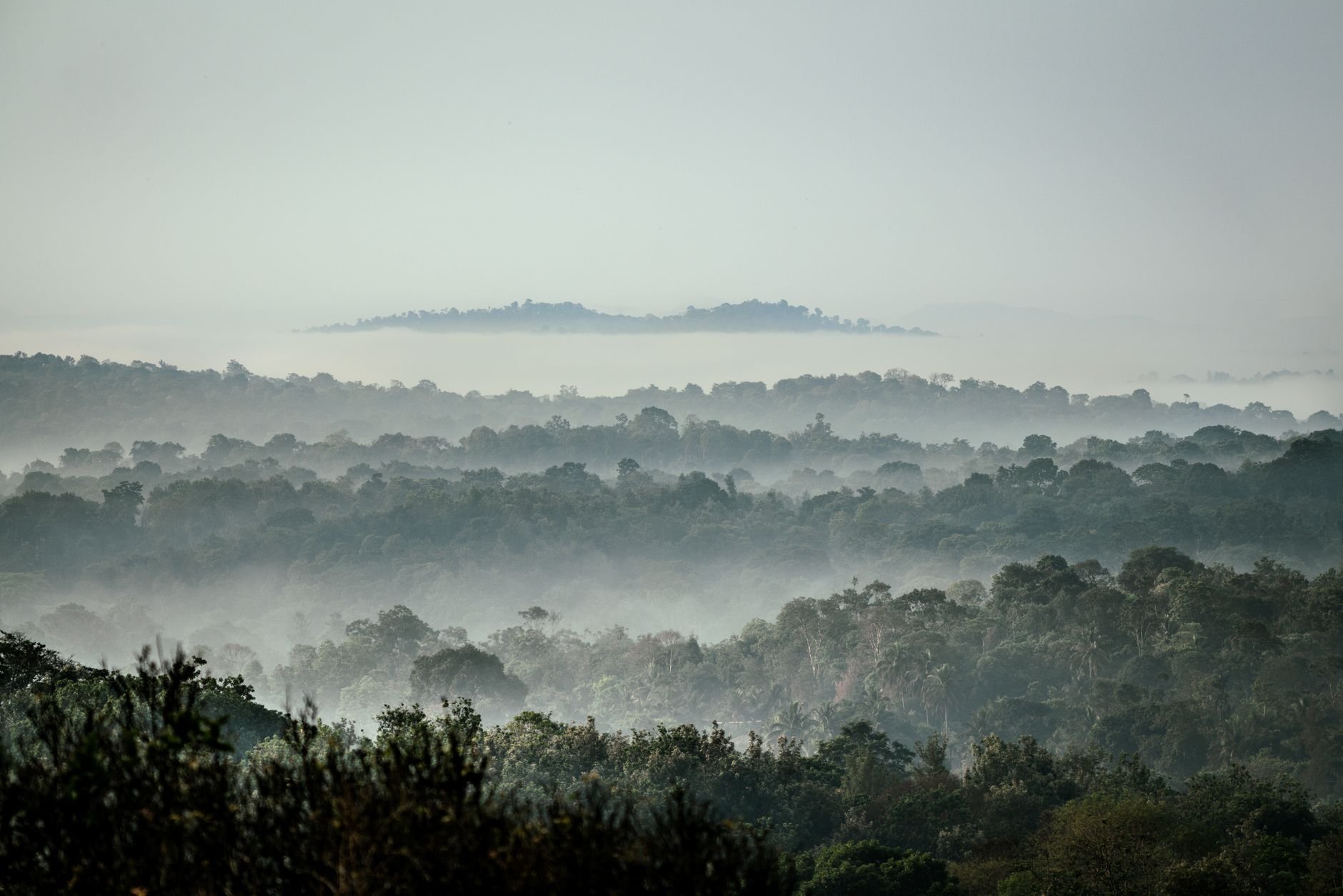 Mist-covered tropical rainforest stretching to the horizon at dawn